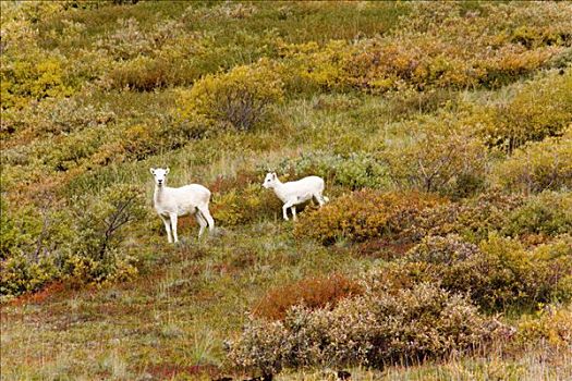 野大白羊,白大角羊,走,秋天,苔原,阿拉斯加,美国