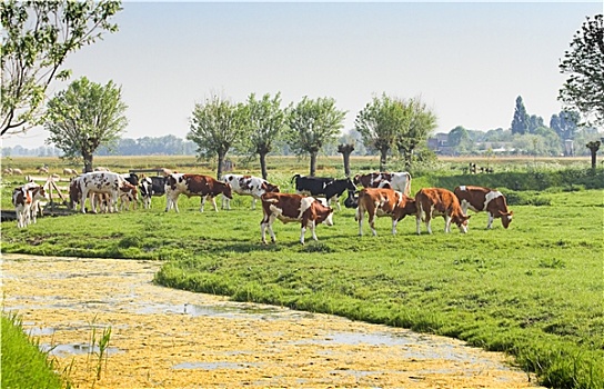 荷兰,乡野,风景,母牛,绵羊