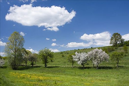 春景,开花树木,靠近,地区,捷克共和国,中欧