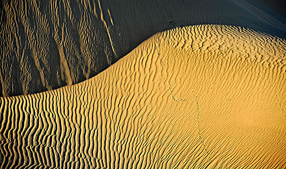 波纹,沙,豆科灌木,沙子,沙丘,晨光,大礼帽,死亡谷国家公园,莫哈维沙漠,加利福尼亚,美国