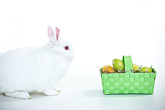 白色,兔子,面对,柳条篮,复活节彩蛋,白色背景,背景