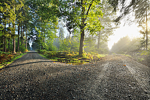 岔路,林中小径,晨雾,太阳,奥登瓦尔德,黑森州,德国