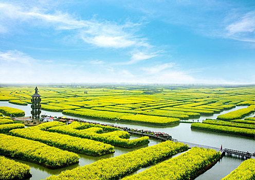 江苏省泰州市兴化市千垛景区垛田上的油菜花