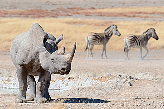 黑犀牛,雄性,斑马,水潭,埃托沙国家公园,纳米比亚,非洲