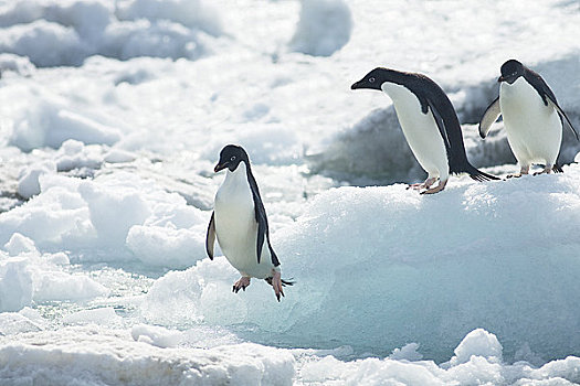 阿德利企鹅,跳跃,浮冰,保利特岛,南极半岛,南极