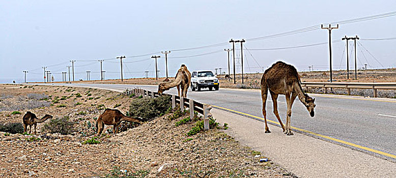 阿曼苏丹国,佐法尔,靠近,塞拉莱,单峰骆驼