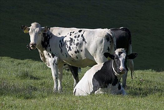 三个母牛