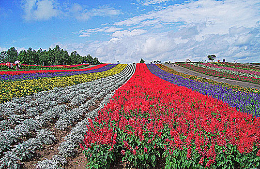 日本北海道富良野富田农场花田风光