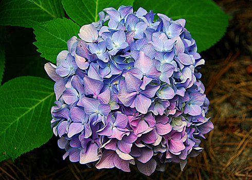 蓝色,粉色,八仙花属,绣球花,花