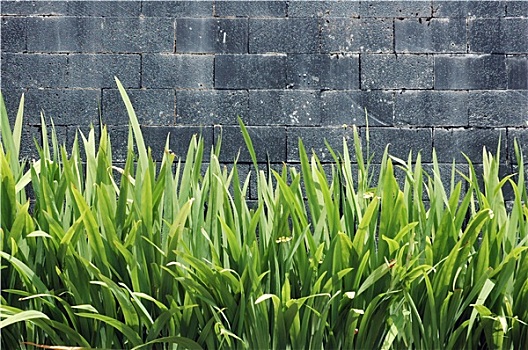 混凝土墙,绿色,植物