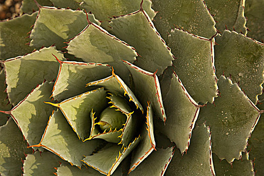 仙人掌,洛斯卡沃斯,植物园,下加利福尼亚州,墨西哥