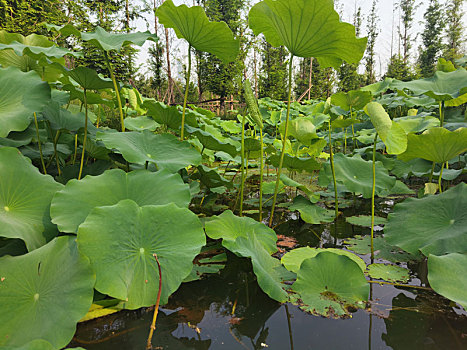 田园田野