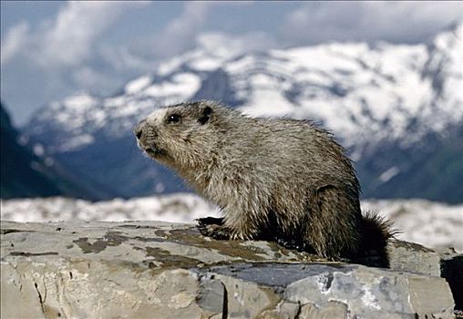 灰白,土拨鼠,栖息,岩石上,德纳里国家公园,夏天,阿拉斯加山脉,特写