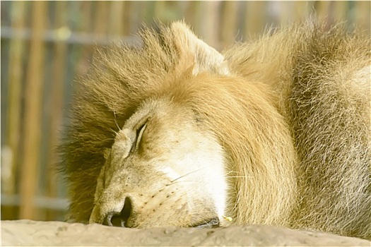 狮子,睡觉
