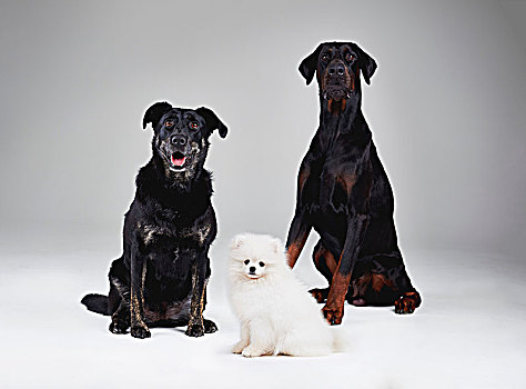棚拍,肖像,三个,狗