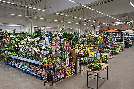 花,春花,植物,花卉商店,室内,巴伐利亚,德国,欧洲