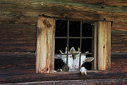 山羊,窗边,老,木屋