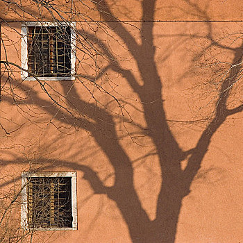 影子,树,威尼斯,建筑外观