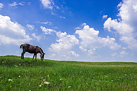 张北草原上的马