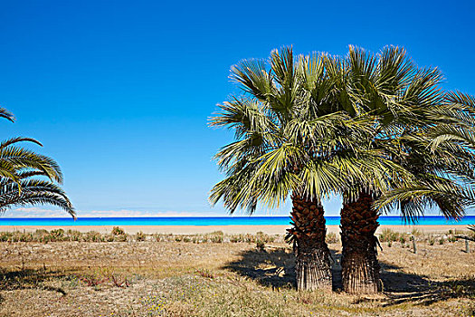 码头,海滩,棕榈树,丹尼亚,阿利坎特省,西班牙