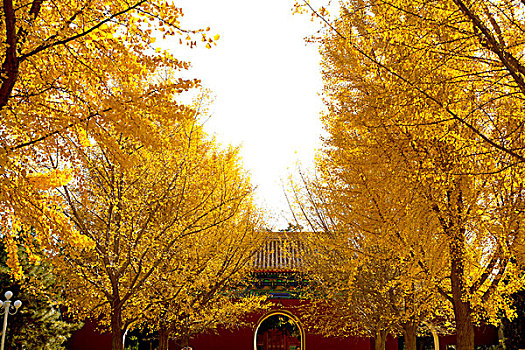 秋天银杏树的叶子黄了