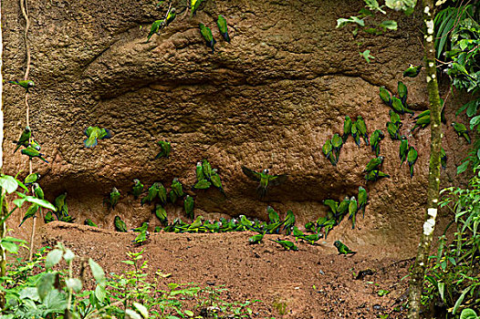 长尾鹦鹉,国家公园,亚马逊雨林,厄瓜多尔,南美