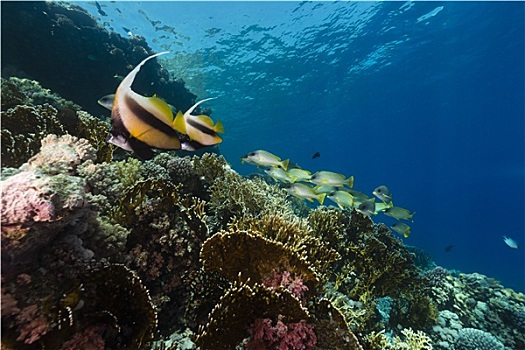 水生物,红海