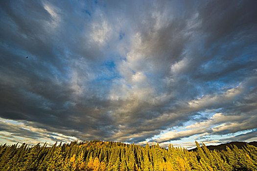 黑色,云杉,树,积云,德纳里峰国家公园,阿拉斯加