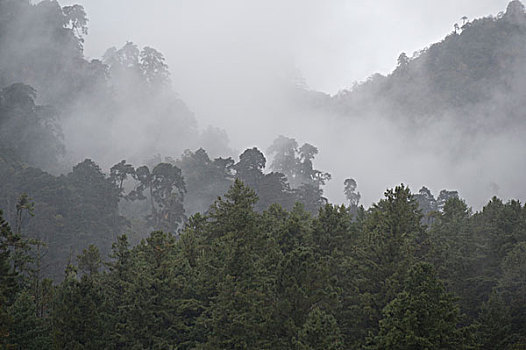 雾,上方,树林,不丹