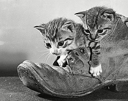 两个,小猫,老,靴子