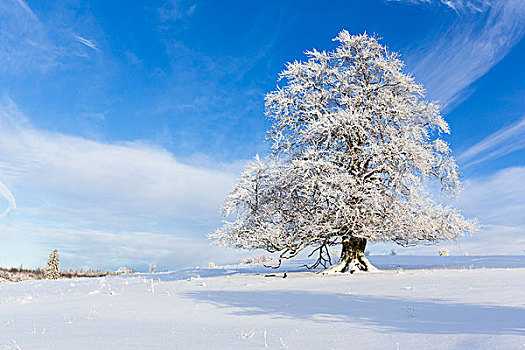 欧洲山毛榉,树,遮盖,白霜,冬天,黑森州,德国