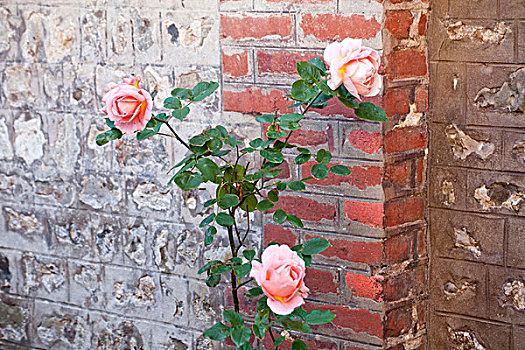 三个,玫瑰,正面,砖墙