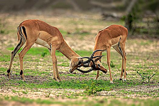 黑斑羚,两个男人,争斗,沙子,禁猎区,克鲁格国家公园,南非,非洲