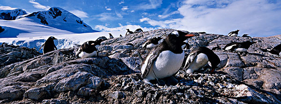 南极,天堂湾,巴布亚企鹅,年轻,幼禽,栖息地