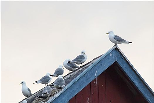 海鸥,屋顶,罗弗敦群岛,挪威