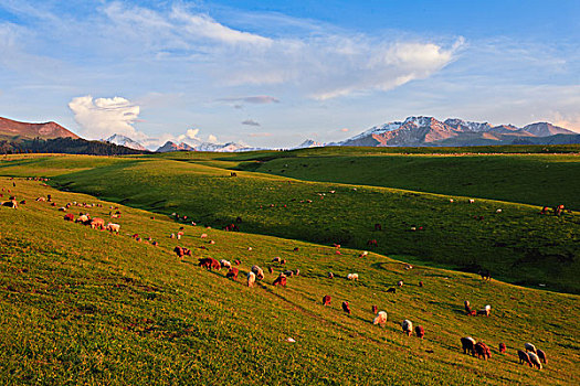 新疆天山伊犁草原牧场