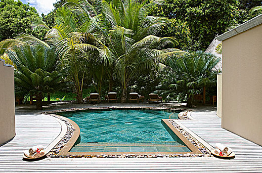 游泳池,木质,平台,围绕,热带,花园