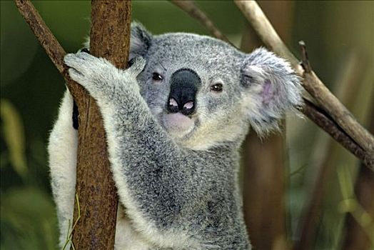 树袋熊,成年,肖像,澳大利亚