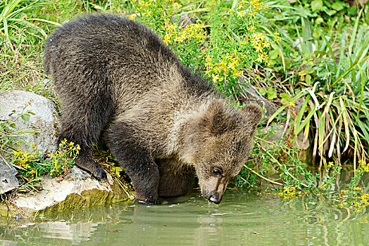 幼兽,棕熊,喝,俘获,瑞士,欧洲