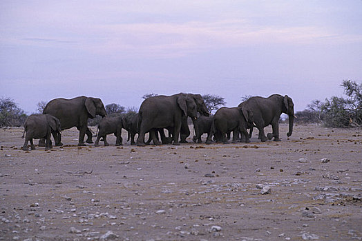 纳米比亚,埃托沙国家公园,大象,牧群,迁徙,水坑