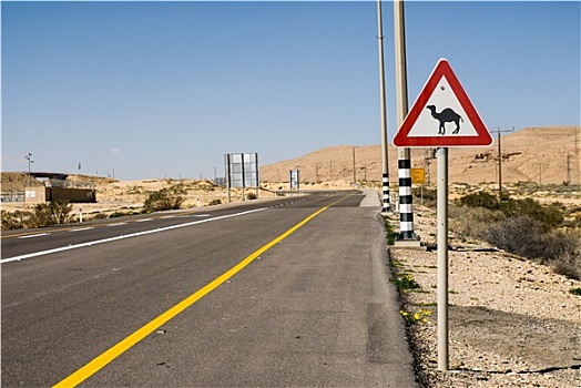 骆驼,靠近,道路