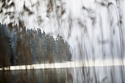 芦苇,正面,湖,树林,瑞典