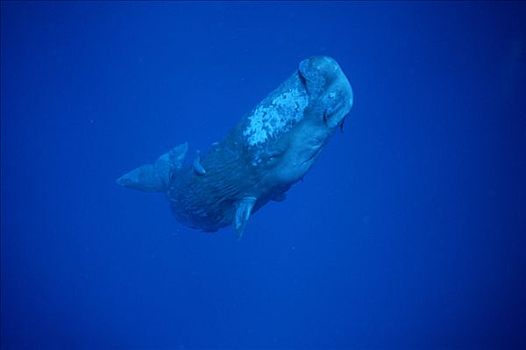 抹香鲸,幼小,水下,鮣鱼,多米尼加,加勒比海