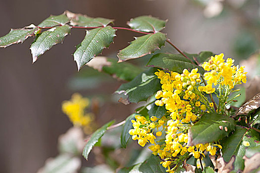 植物,灌木,花,芽