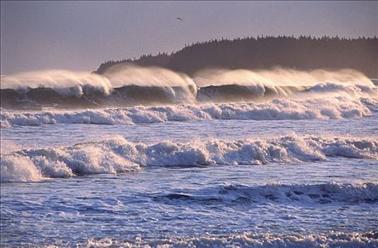 大西洋,海浪,新斯科舍省,加拿大