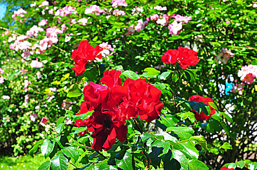 植物,蔷薇,红色
