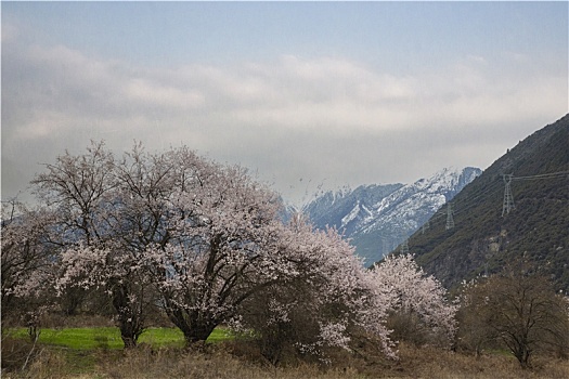 春满岗村