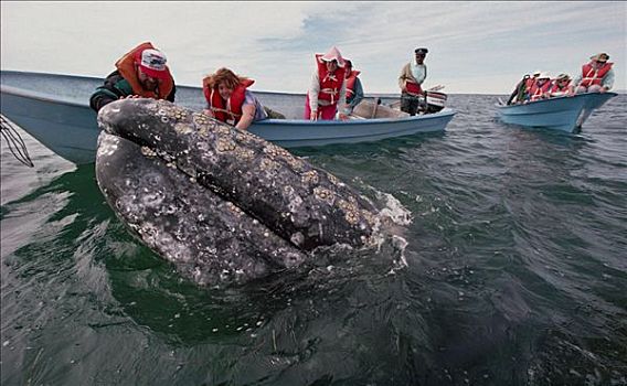 游客,接触,灰鲸,北下加利福尼亚州,墨西哥