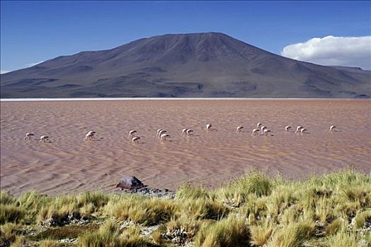 泻湖,安第斯,火烈鸟,乌尤尼,高地,玻利维亚