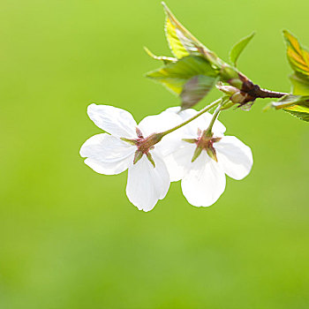 樱花,花